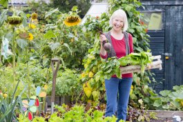 5 Ideas for Shading Plants from Sun in a Vegetable Garden