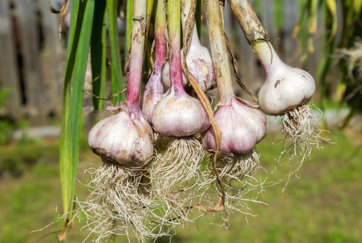 garlic pest repelling plants