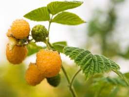 A Word About Varieties of Raspberry Plants