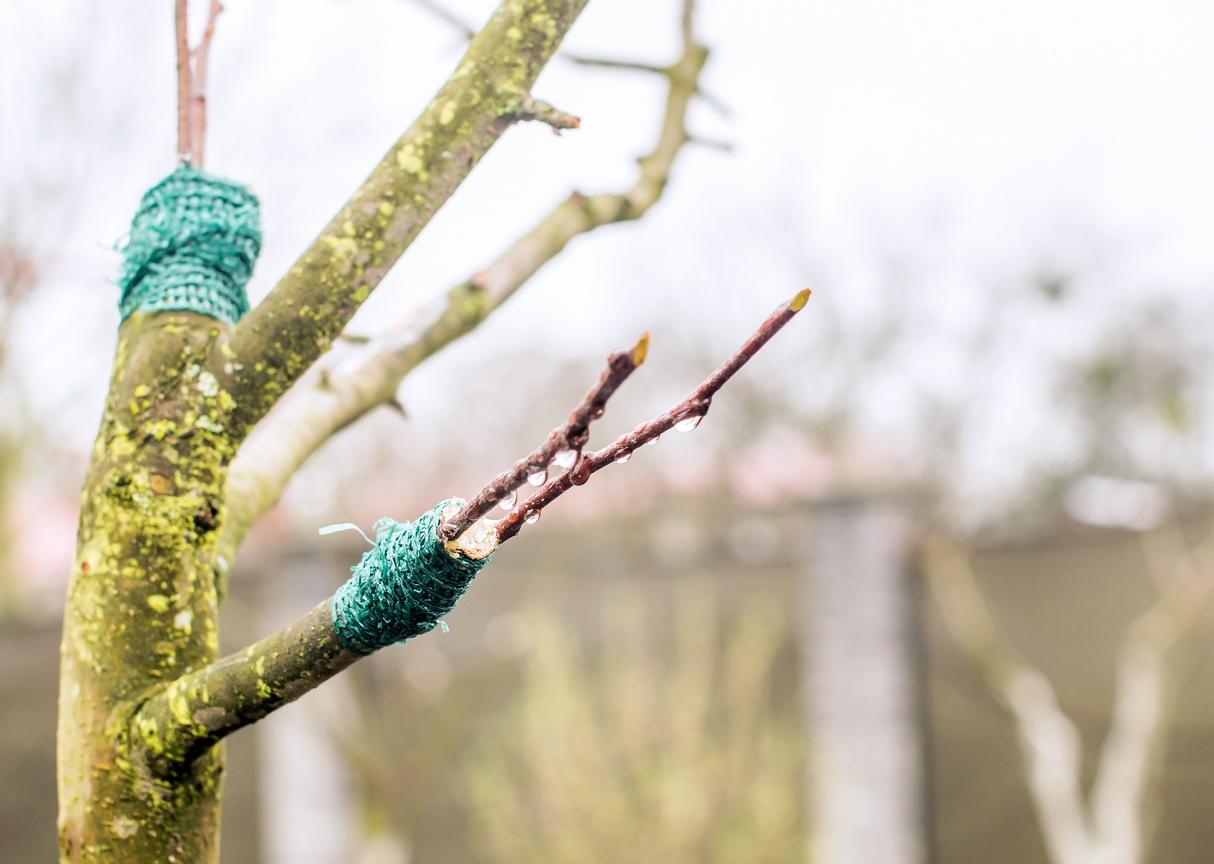 How to Grow Grafted Fruit Trees to Increase Variety in Your Garden