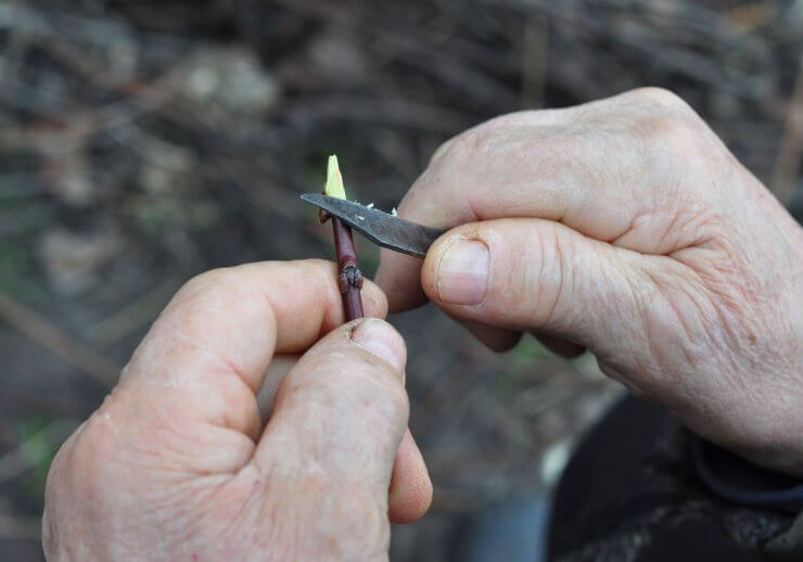 a man cutting the tip of a branch for Grafted fruit trees