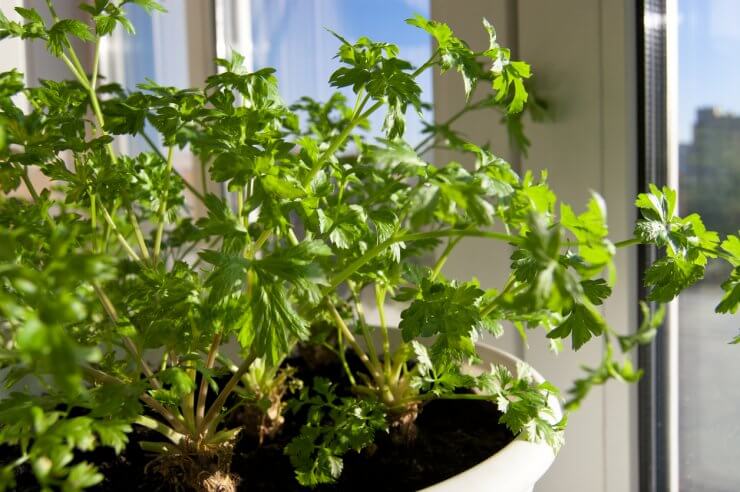 Growing parsley on a windowsill