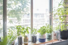 How to Grow Herbs in Mason Jars
