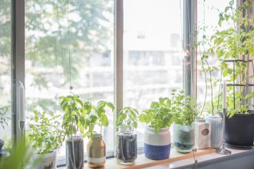 How to Grow Herbs in Mason Jars