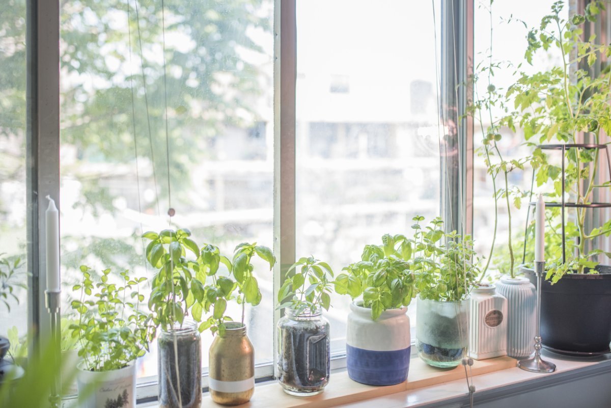 Grow Herbs in Mason Jars