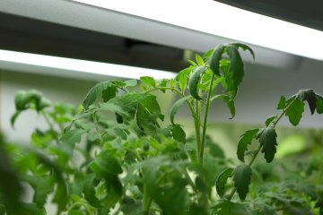 The Best Grow Lights for Tomatoes and Peppers