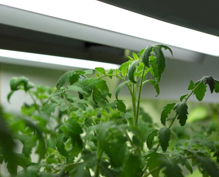 The 13 Best Grow Lights for Tomatoes and Peppers Food Gardening Network