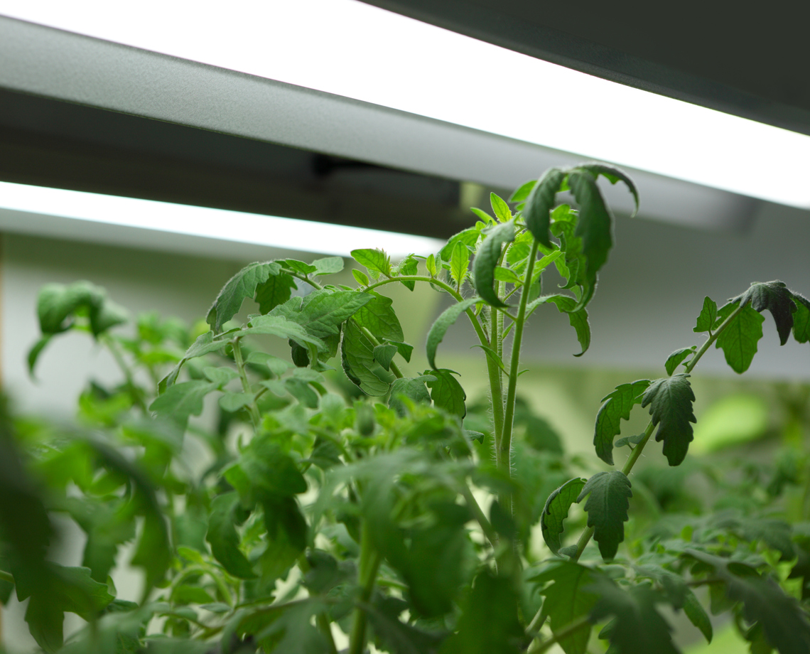Can You Use Grow Lights for Tomatoes 