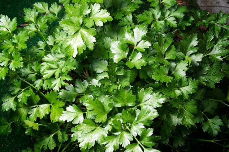 Italian flat leaf parsley in the garden