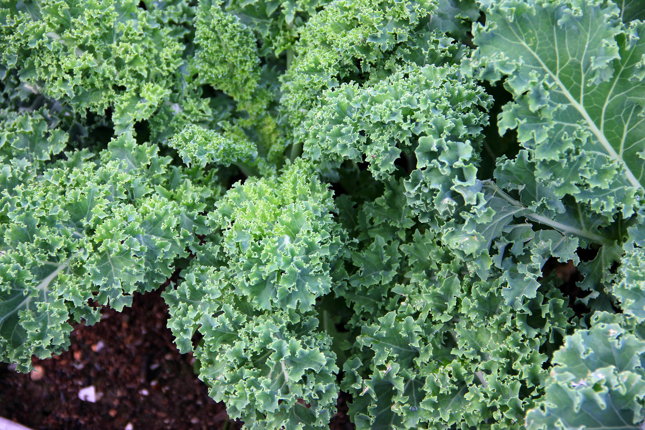 Overwintering Kale: From Frost to Feast - Food Gardening Network