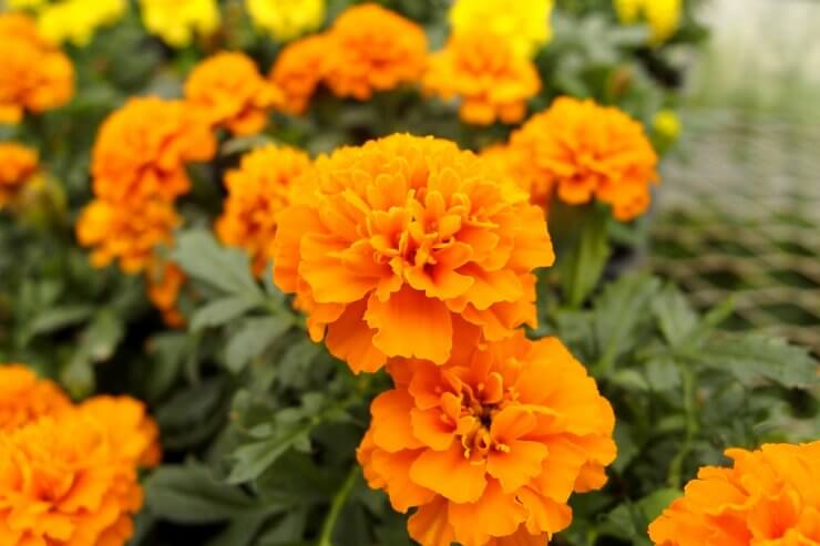 marigold pest repelling plants