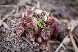Starting with the Right Soil for Your Raspberry Plants