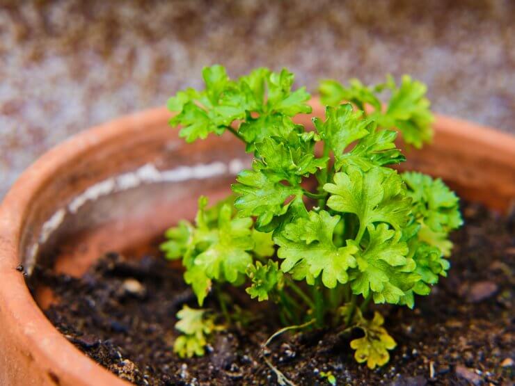 Parsley in containers