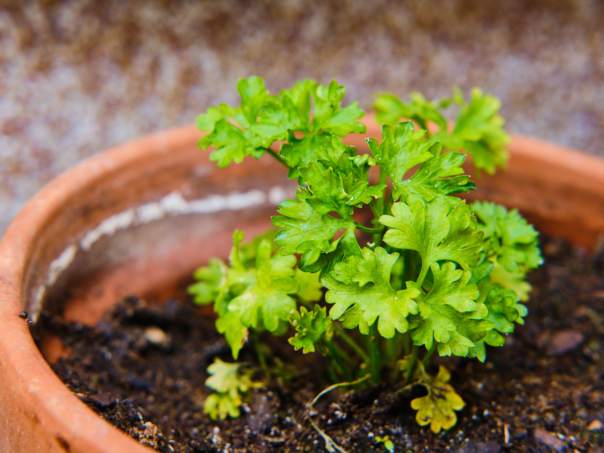 Growing Parsley Indoors, in Open Land, Raised Beds, or Containers