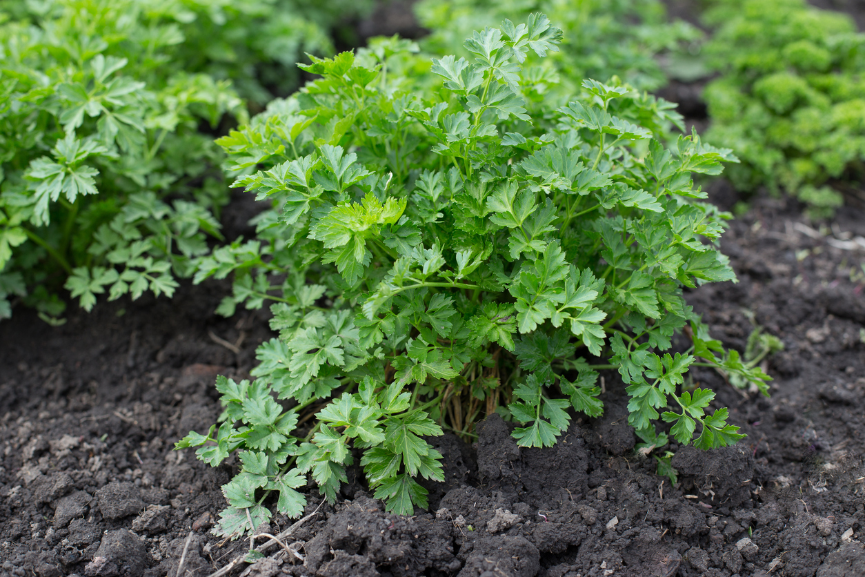 Growing Parsley Indoors In Open Land Raised Beds Or Containers Growing Parsley Indoors In Open Land Raised Beds Or Containers