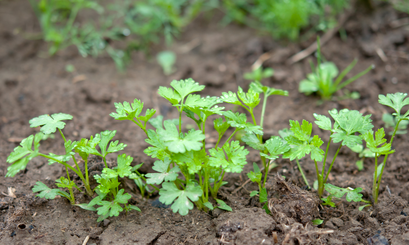 Soil Requirements for Growing Parsley - Food Gardening Network
