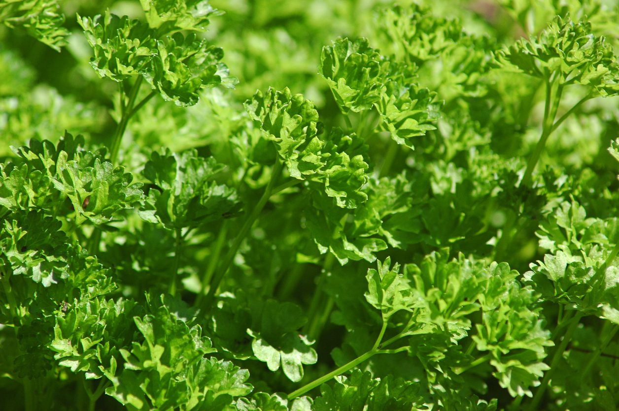 Sun Requirements for Growing Parsley Food Gardening Network