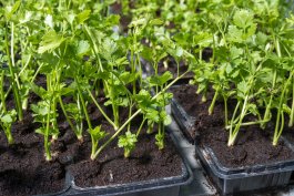 Growing Parsley from Seeds or Seedlings