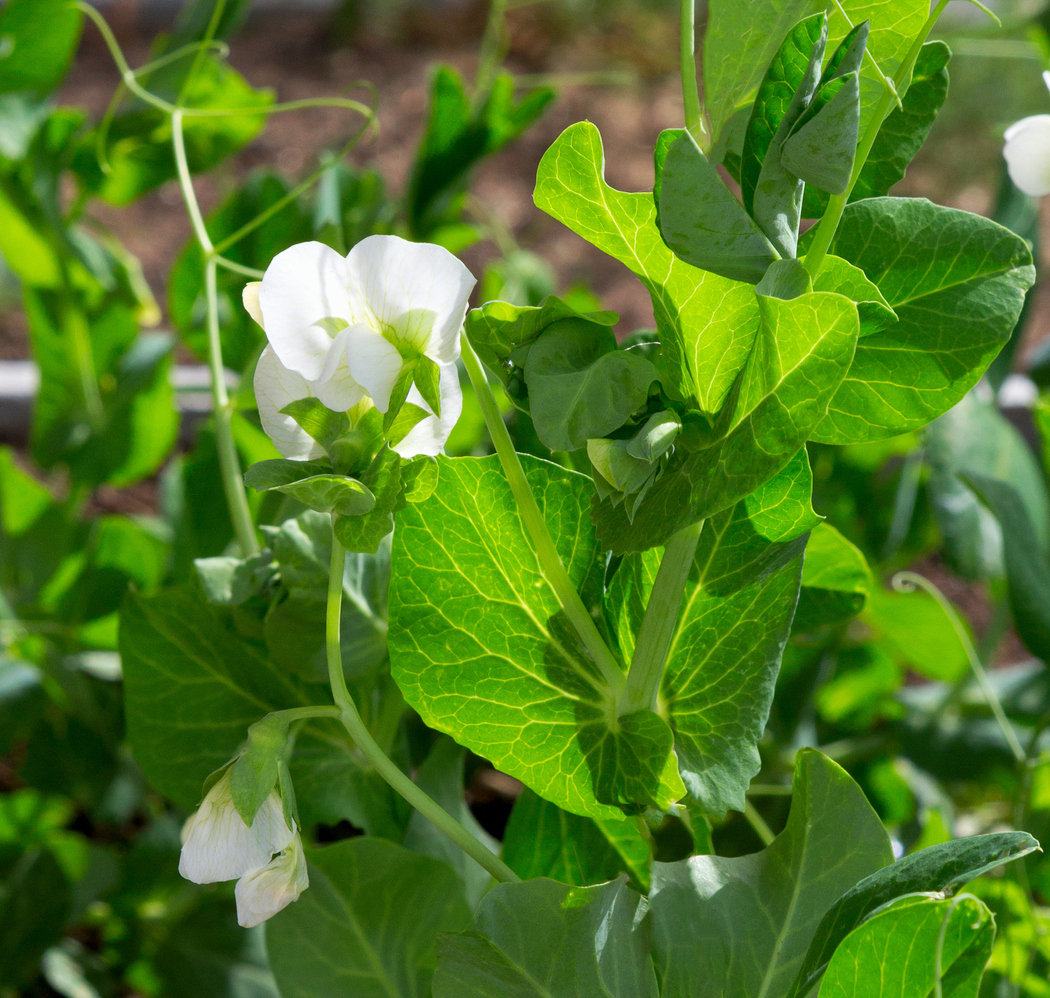 10 Beautiful Flowering Vegetables (and Herbs) Food Gardening Network
