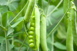 Home Remedies & Health Benefits of Peas