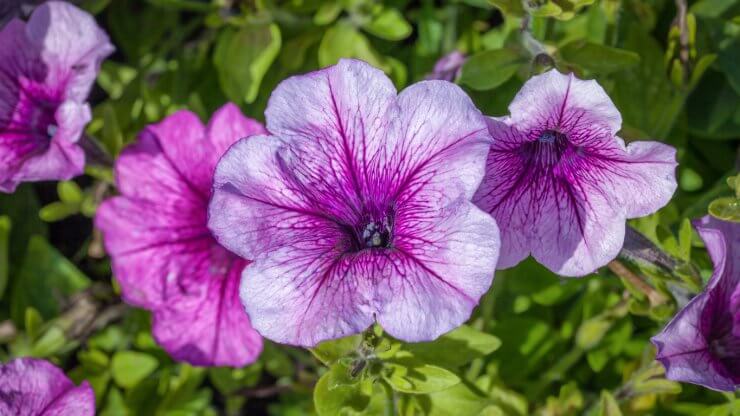 petunias