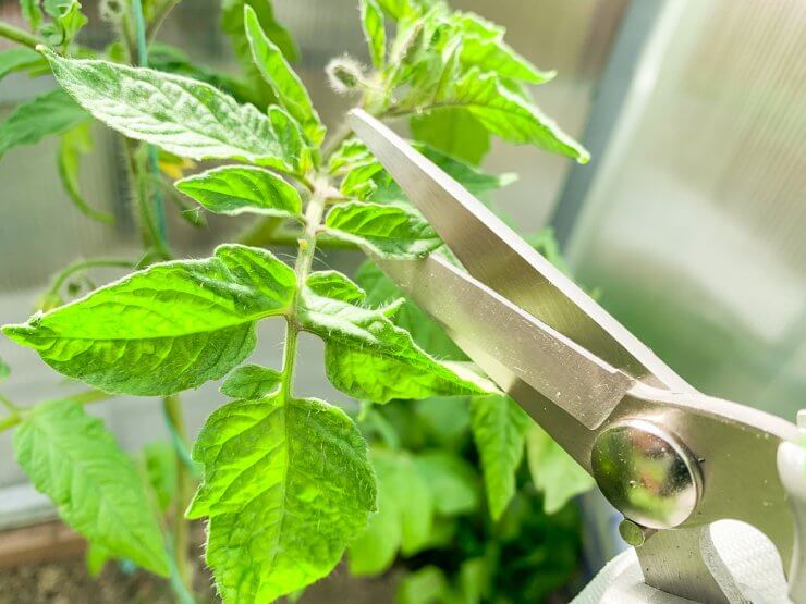 How to Prune Tomato Plants