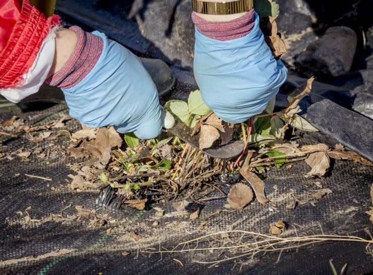 Pruning strawberry leaves