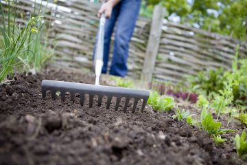 Raking the garden to prepare soil for planting