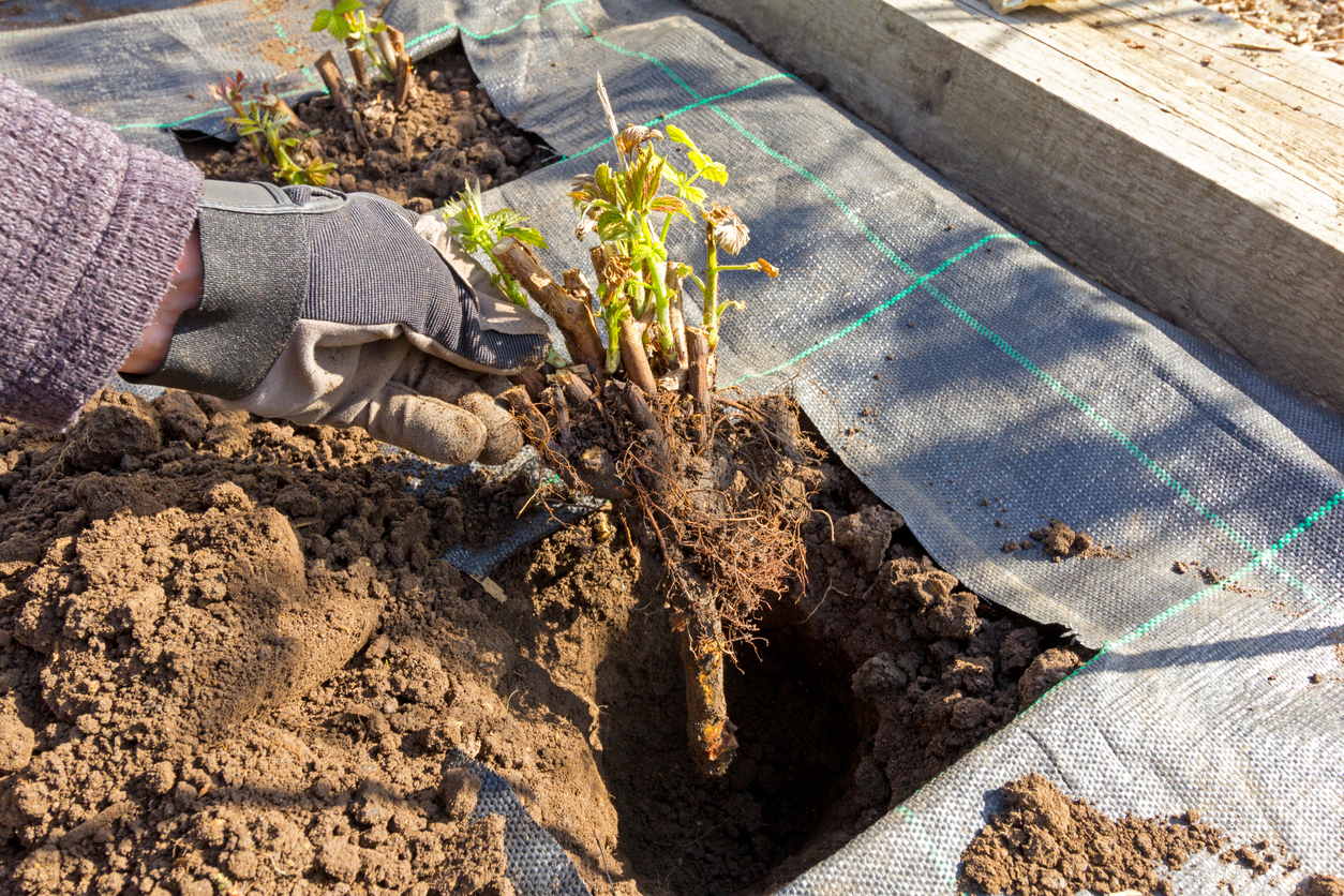 Growing Raspberries in Open Land, in Raised Beds, or in Containers Food Gardening Network