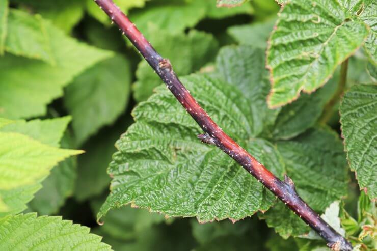 Raspberry cane with blight