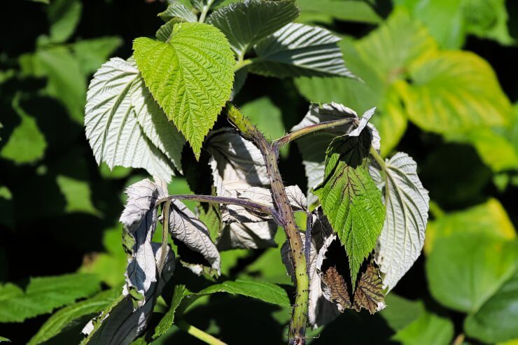 Raspberry plant affected by cane blight