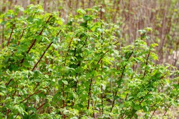 The Right Sunlight for Your Raspberry Plants - Food Gardening Network