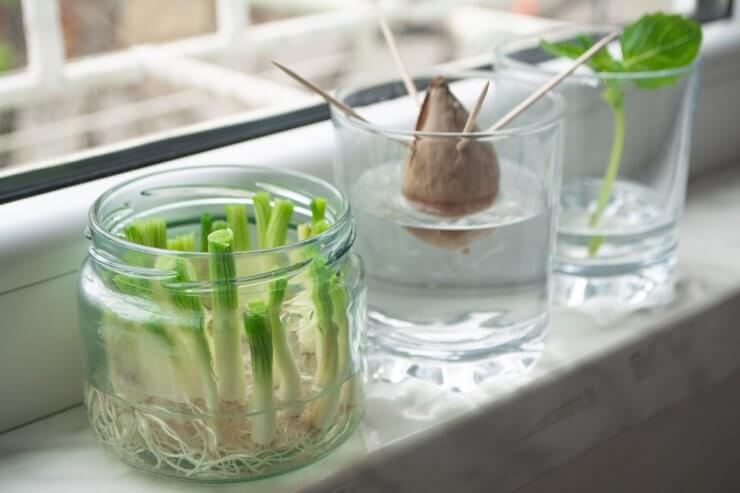 Re-growing scallions from the root end