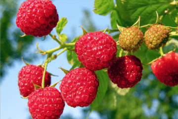 Red Raspberries