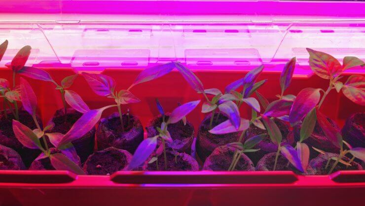 Måling jeg er enig arbejder The Best Grow Lights for Tomatoes and Peppers - Food Gardening Network