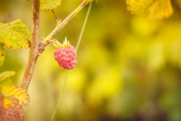 Root Rot on Raspberry Plants: How to Identify, Treat, and Prevent Phytophthora Root Rot