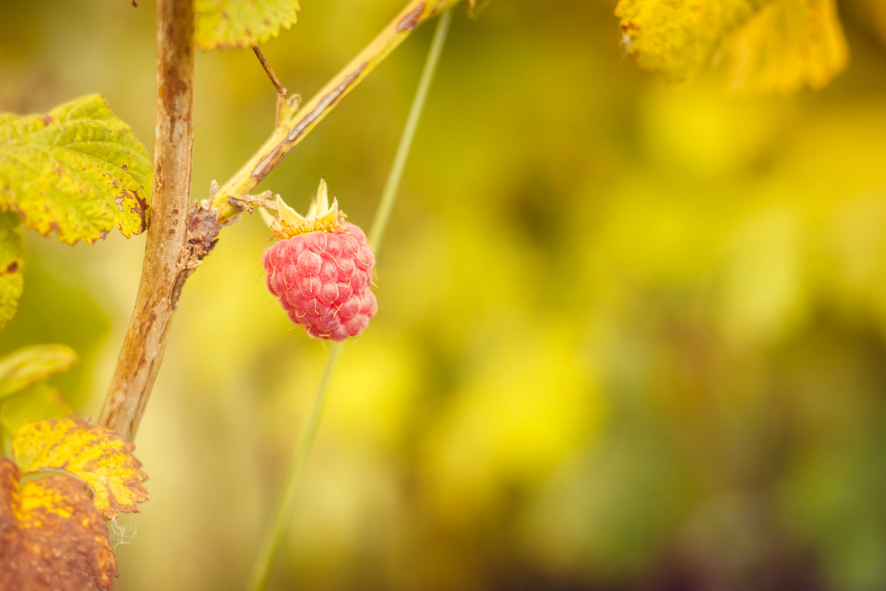 Root Rot on Raspberry Plants How to Identify, Treat, and Prevent