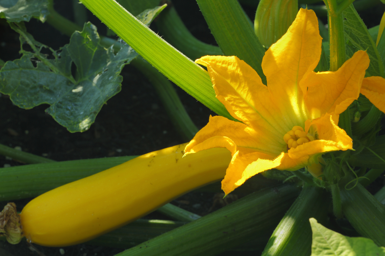 10 Prettiest Flowering Vegetables and Herbs - Food Gardening Network