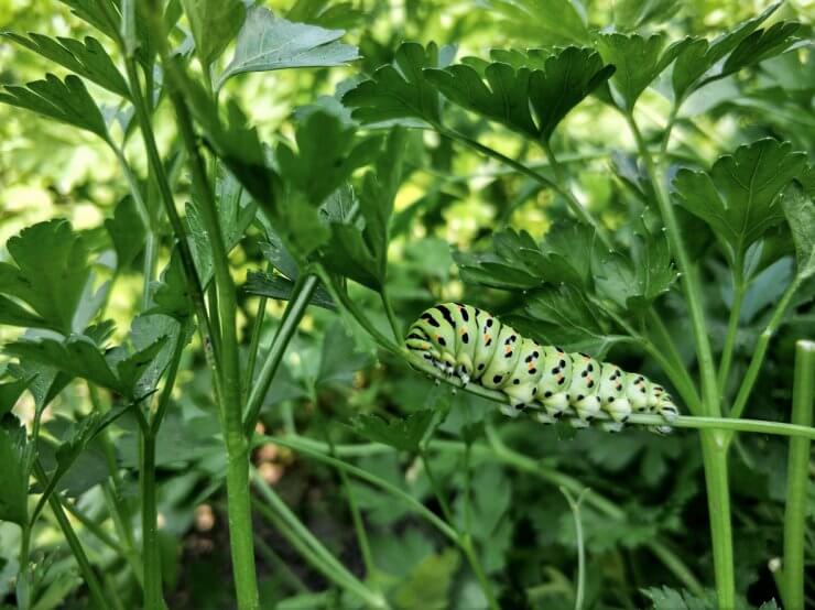 Swallowtail caterpillar on parsley