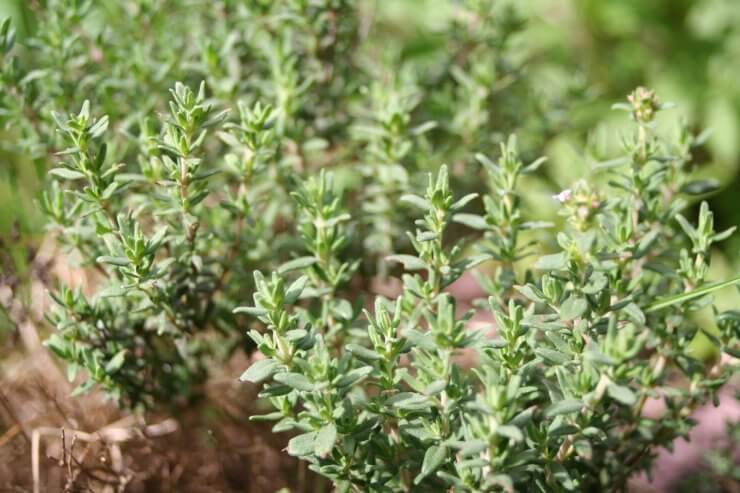 thyme