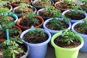 Starting Seeds Outdoors in Containers: A Pro & Con List