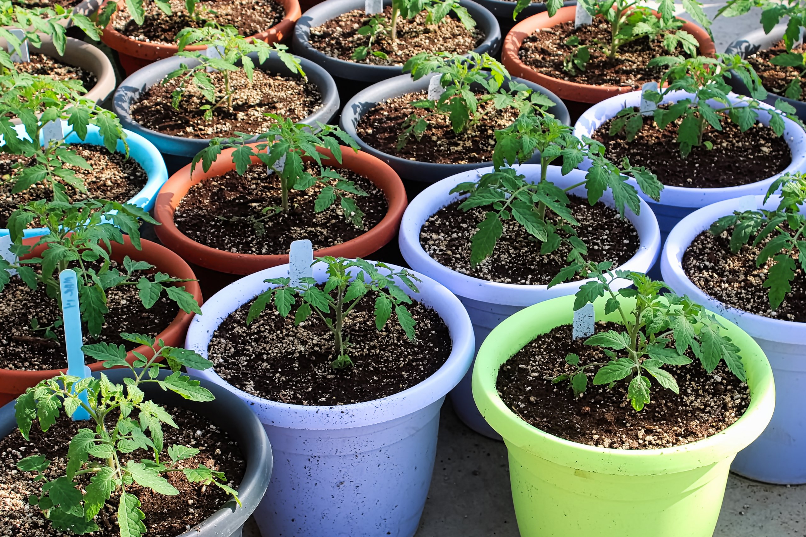 starting seeds outdoors in containers