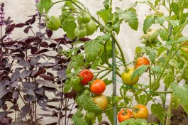 What is Garden Companion Planting?