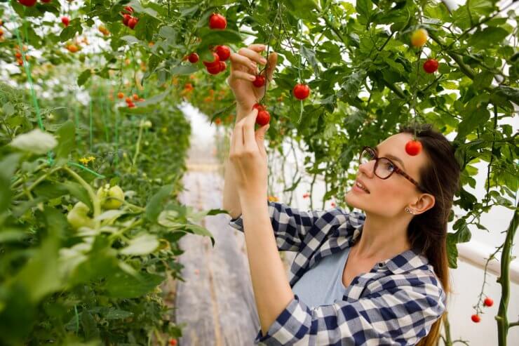 tomatoes being harvested