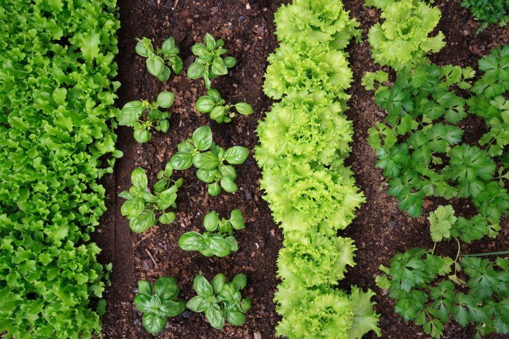 Quick Growing Vegetables