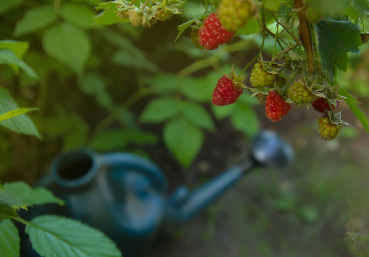 Providing Adequate Watering for Your Raspberries