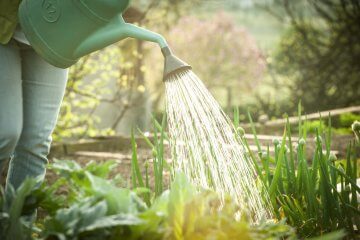The Best Times to Water Plants in a Veggie Garden