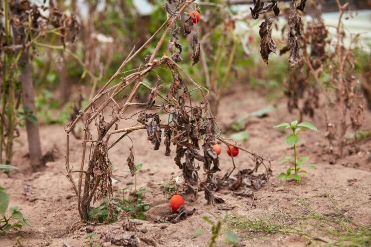 Withered tomato plant