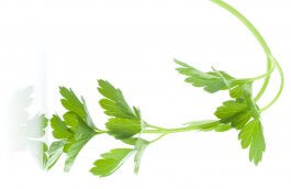 How to Spot, Treat, and Prevent Parsley Plant Diseases