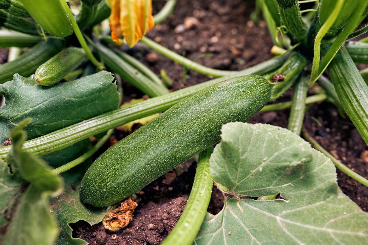 Good Vegetables To Grow In New England